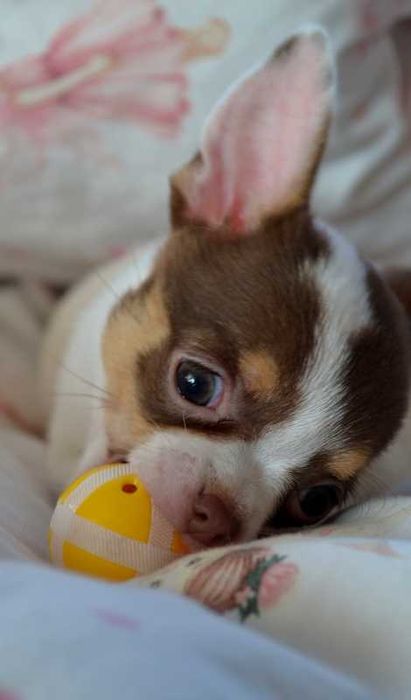 Chihuahua piękna sunia piesek krótkowłose