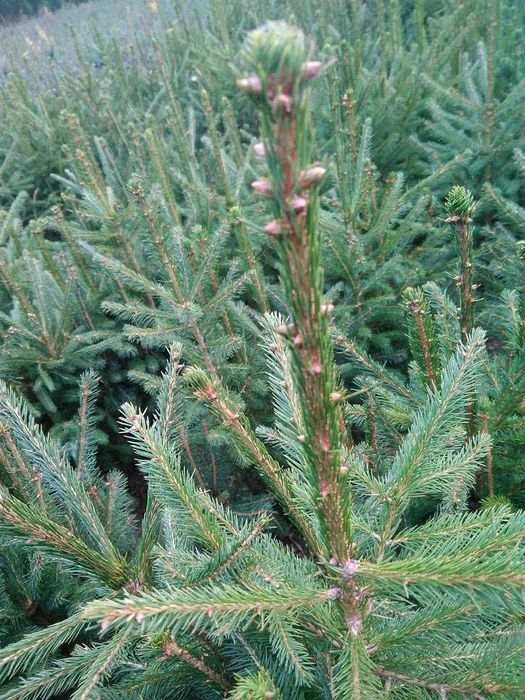 Świerk pospolity 2/2 40 cm - 70 cm