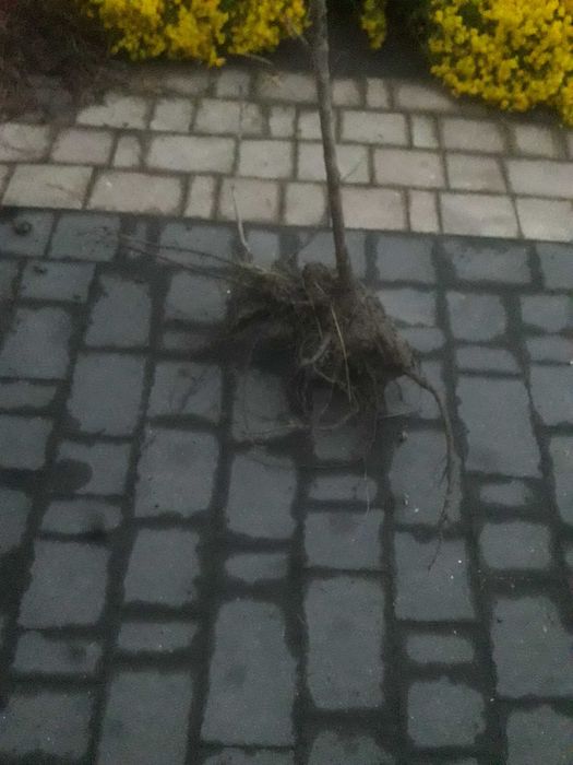 Orzech czarny drzewka