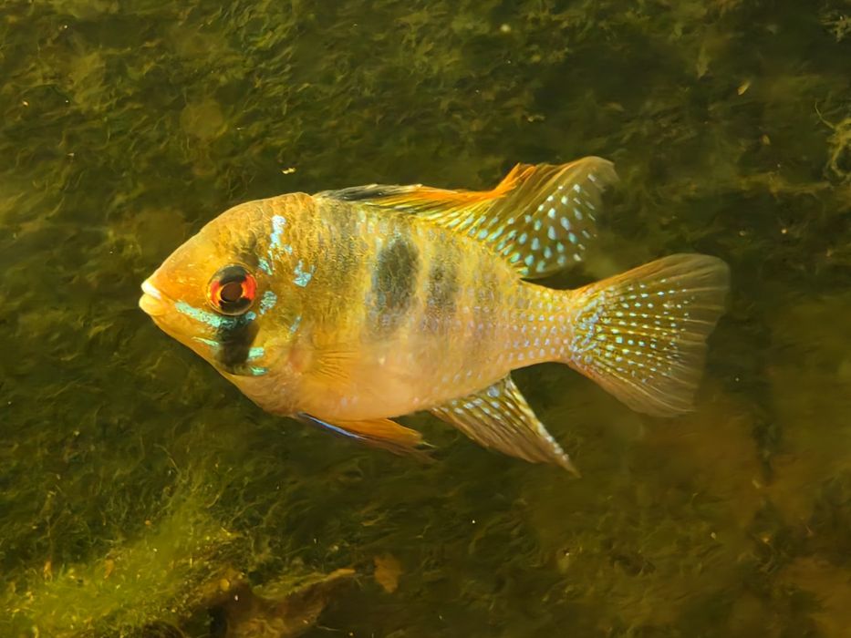 Ramirezi Adultos (Mikrogeophagus Ramirezi)