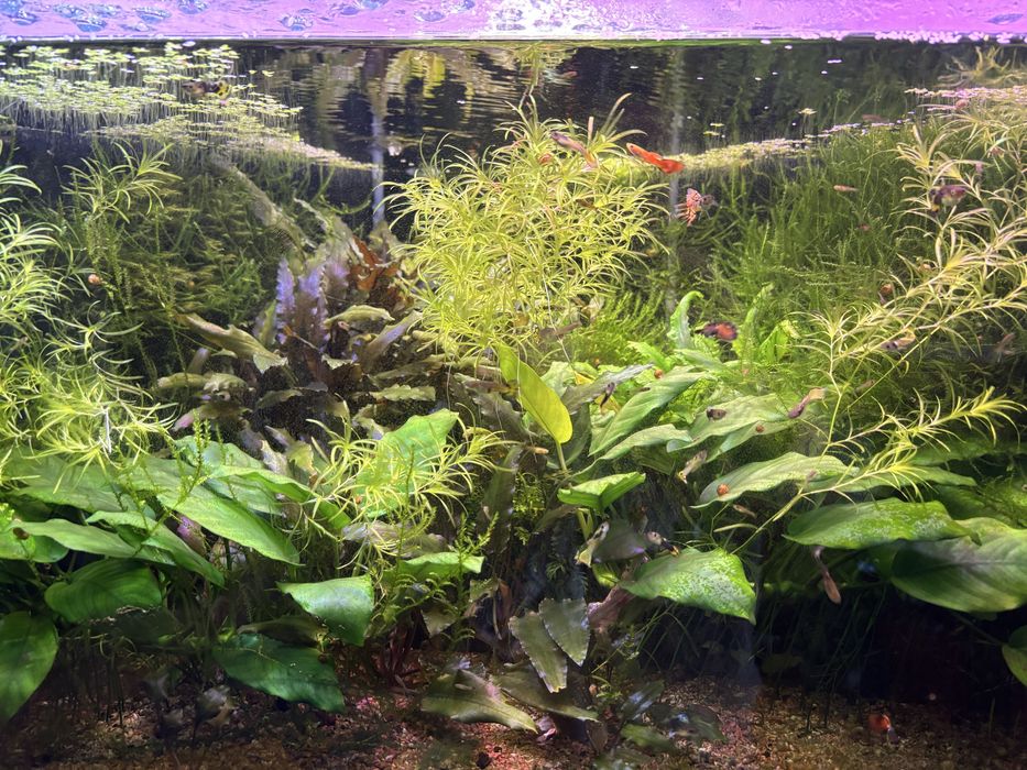 Продам акваріумні рослини: буцефаландра, анубіас