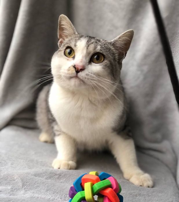 Котик 1,5 года в семью бесплатно