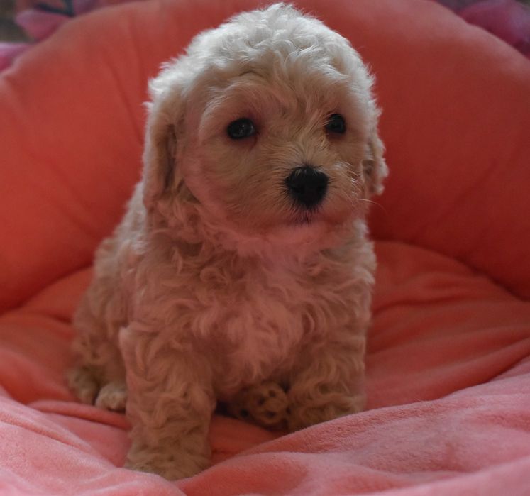 suczka maltipoo badania genetyczne