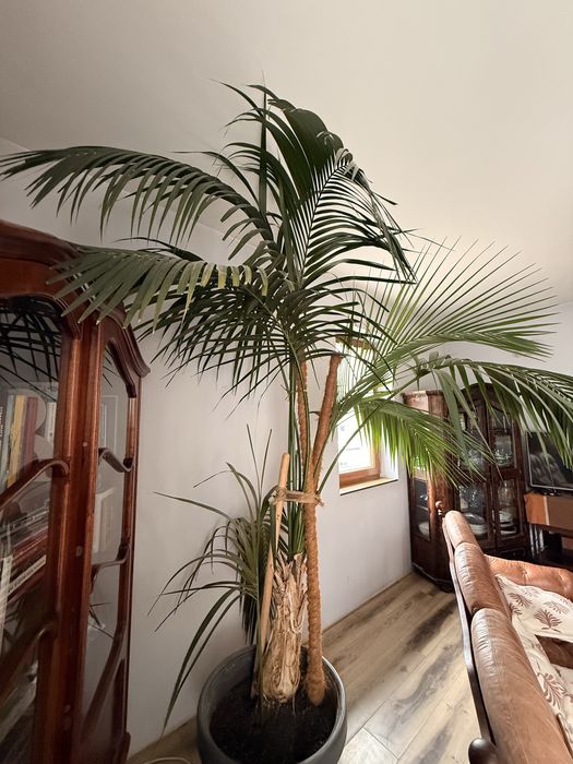 Palma salonowa 2.6m ODBIOR DZISIAJ