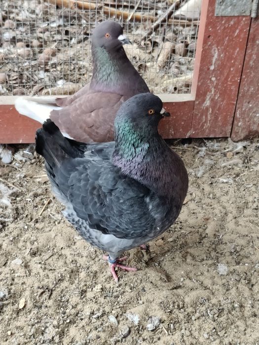 Gołębie Kingi ozdobne