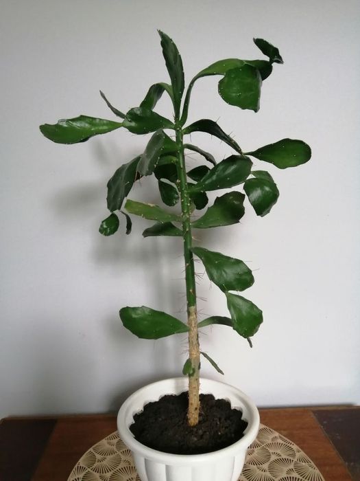 Кактус опунция бразильская, высота ствола 50 см