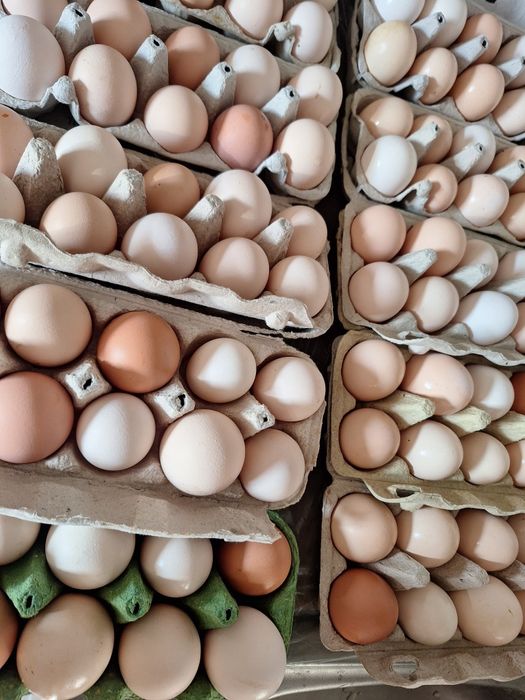 Jajka wiejskie z wolnego wybiegu