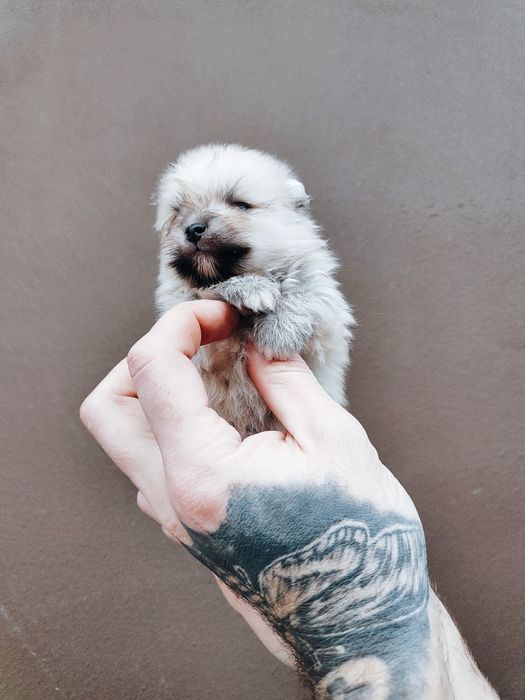 Продаж померанького шпіца