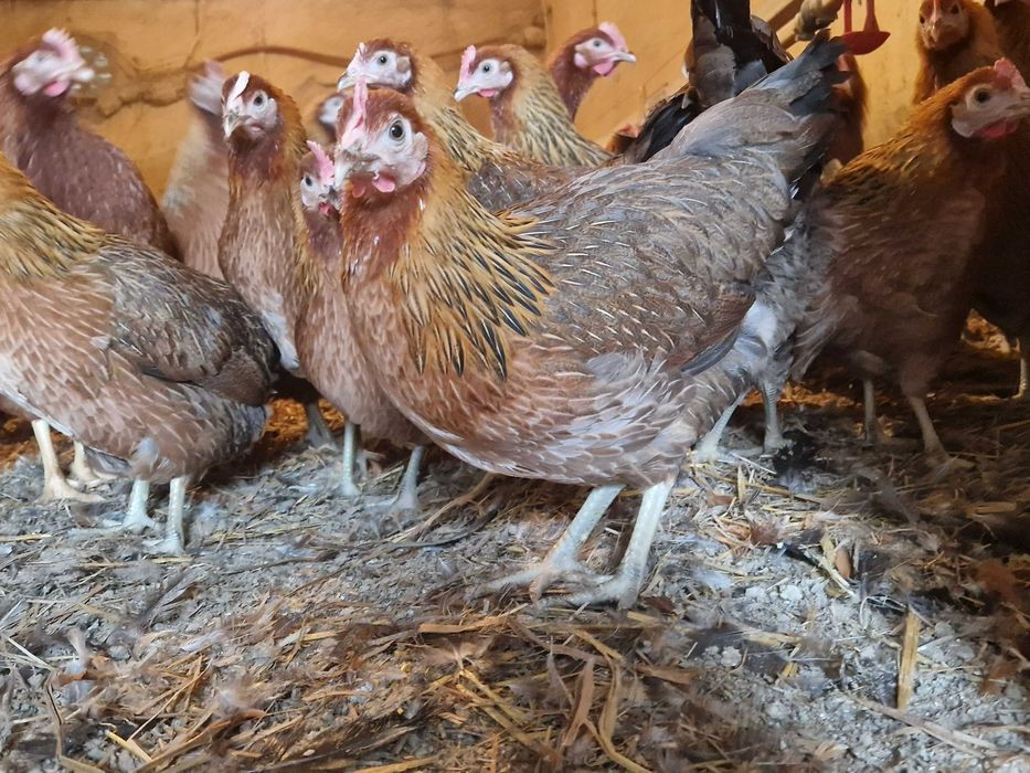 Kura kokoszka nioska Zielononóżki młoda dostawa na miejsce zapisy