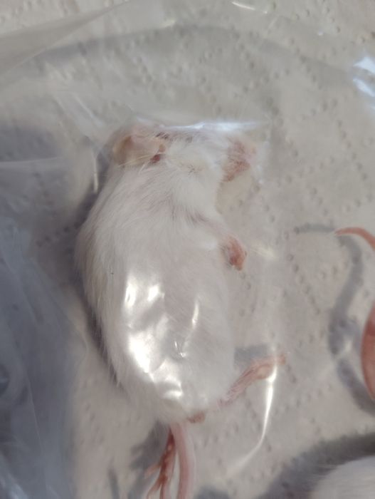 Myszy mrożone 10-15g