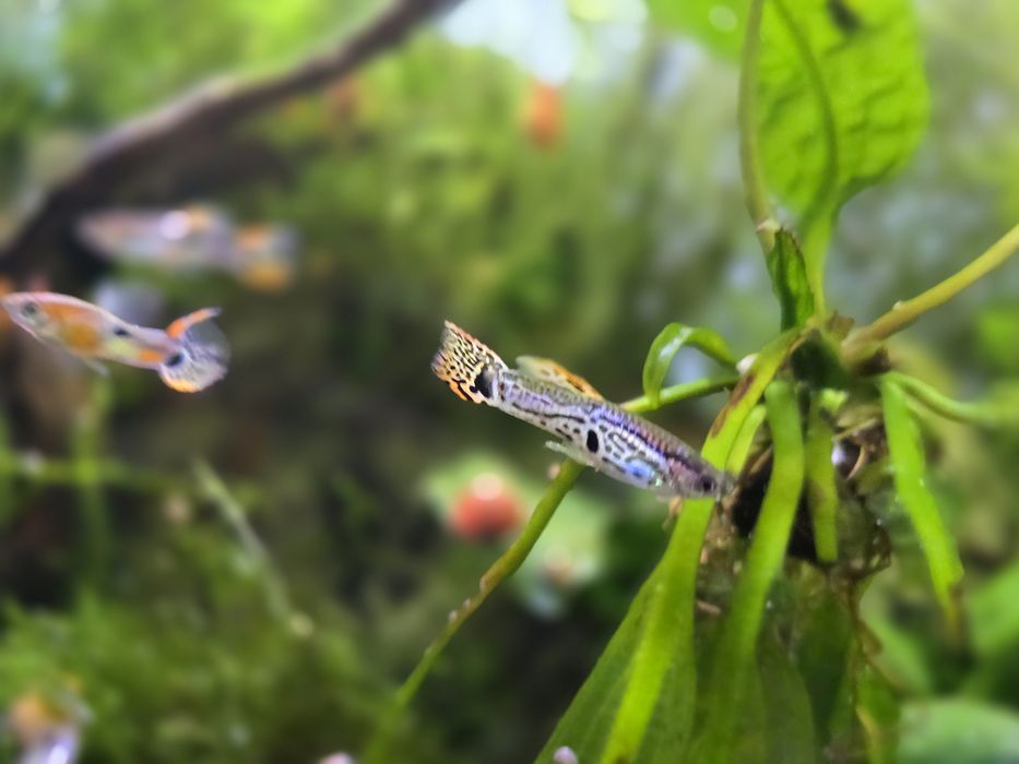 Guppys juvenis Machos e fêmeas