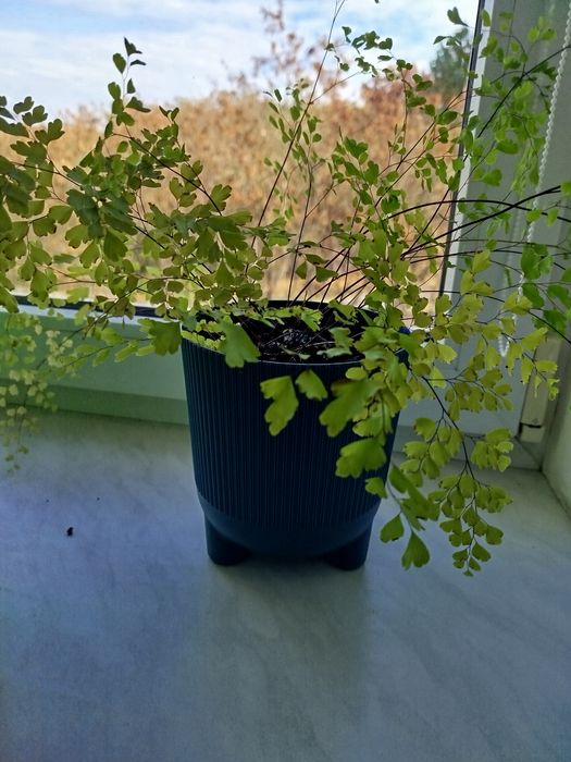 Адіантум (волосся Венери)