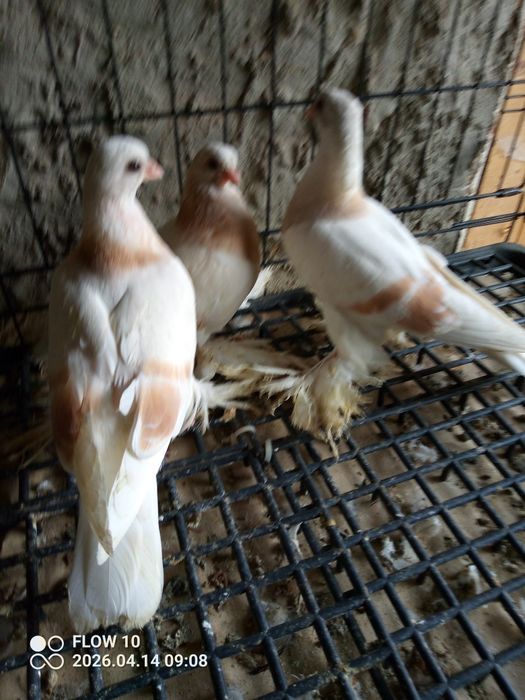 Blauwindry z26 młode