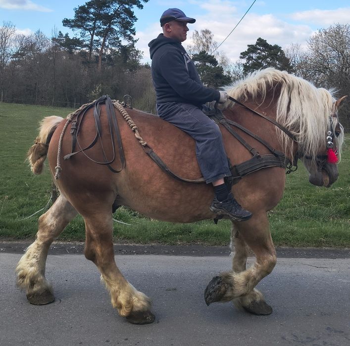 Ogier sokólski programowy