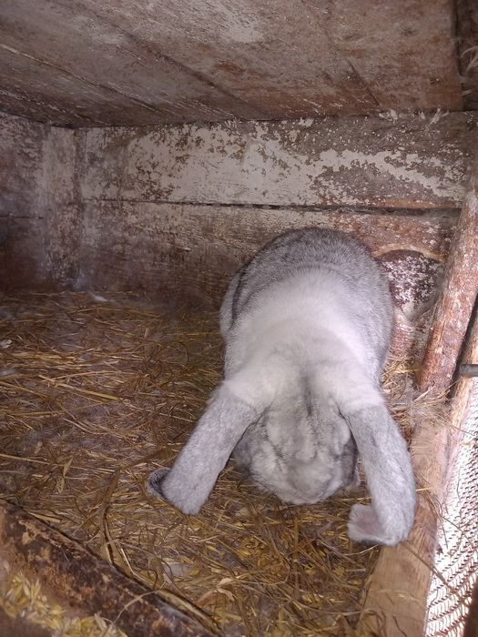 Króliki młode, samice, samce, tuszki