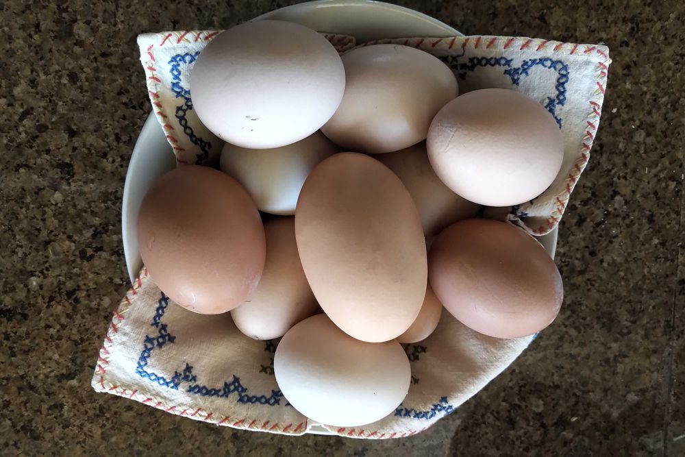 Ovos de galinha caseiros