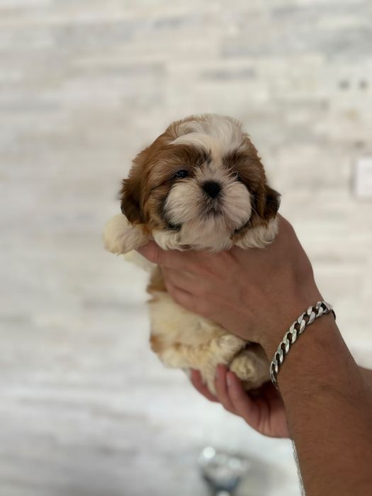 Shih tzu miniaturowy piekny piesek