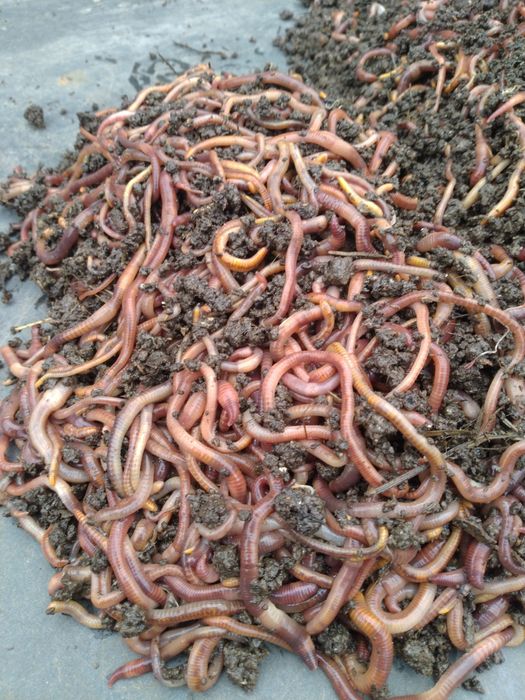 Продам червя. Всегда в наличии