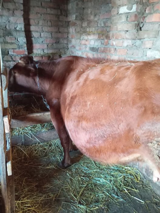 Продам корову порода степова.