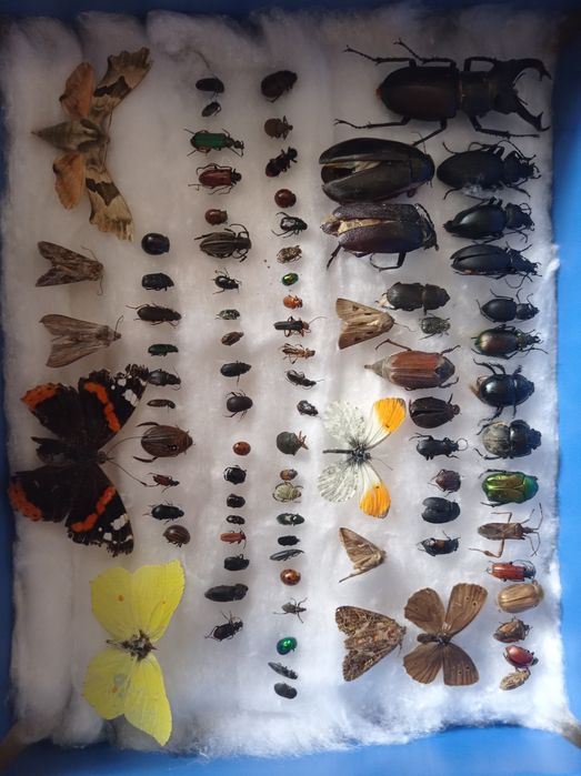 Ентомологічна колекція комах жуки метелики коллекция насекомых