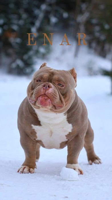 American Bully Pocket suczka