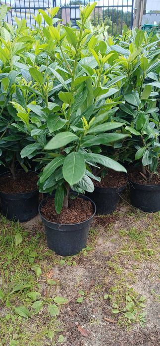 Laurowiśnia novita 60-90cm 25 zl