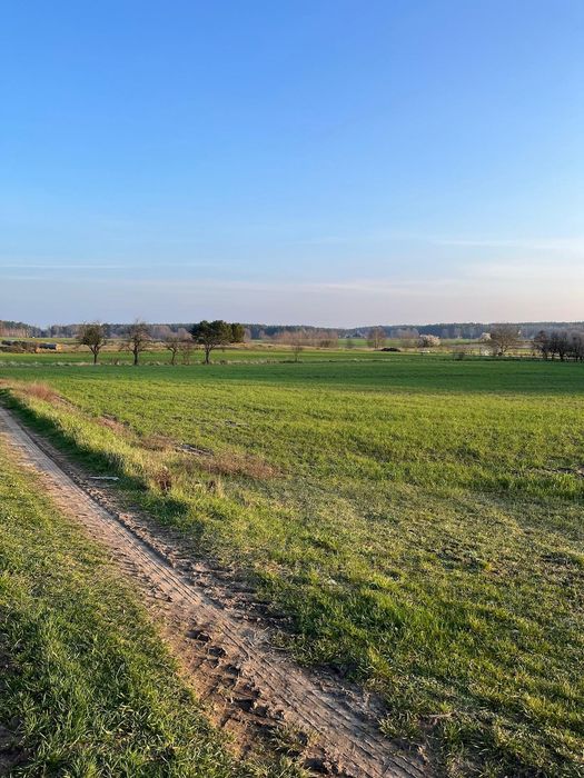Działka  Pszczew 3000m2