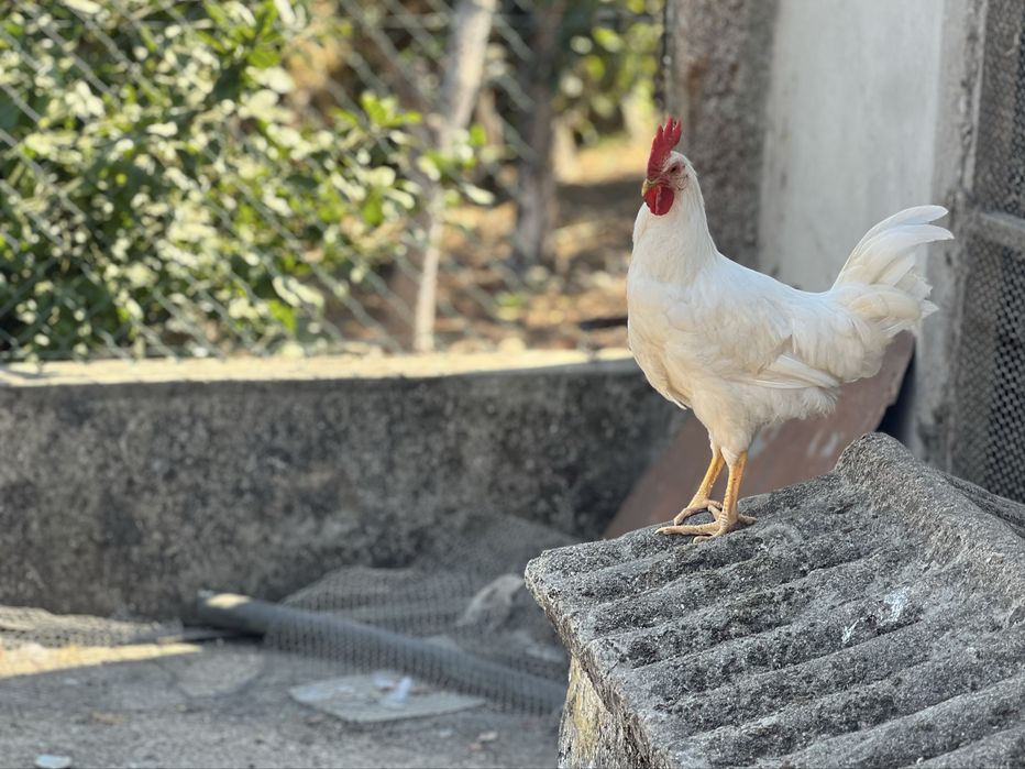 Galinhas Galos ou ovos Legorn