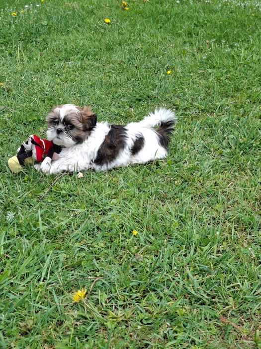 Shih-tzu suczka szczeniak