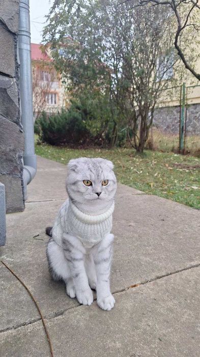 Шотландський висловухий котик для в'язки