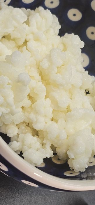 Grzybek tybetański, kefirowy