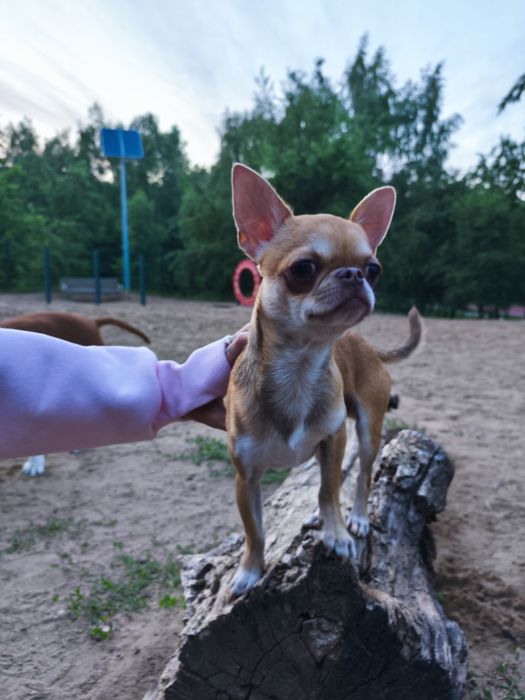 Chihuahua reproduktor krycie