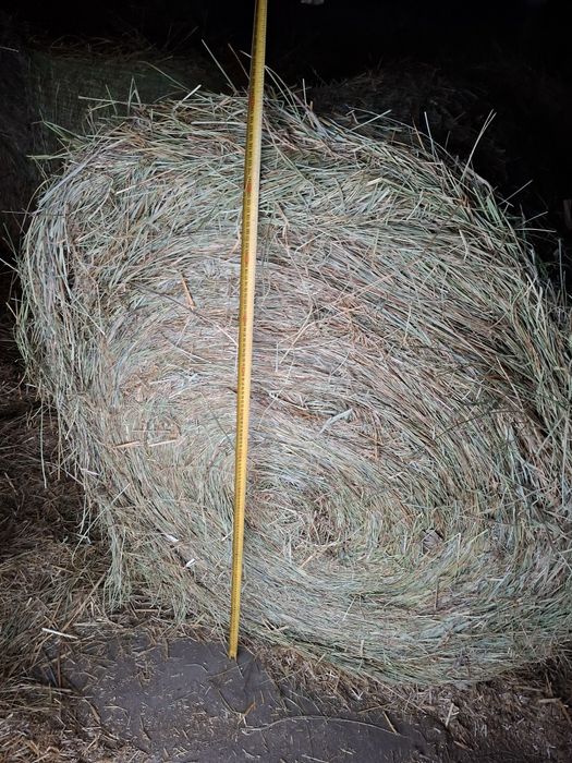 Sprzedam siano bela 140