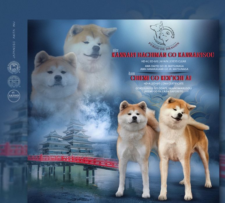 Akita Inu, piękny czerwony chłopiec-ZKwP/FCI & AKIHO
