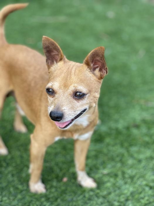 Mickey chihuahua para adoção