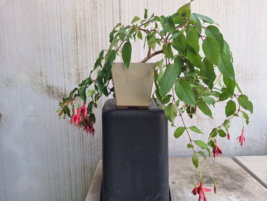 Bonsai fuchsia flor