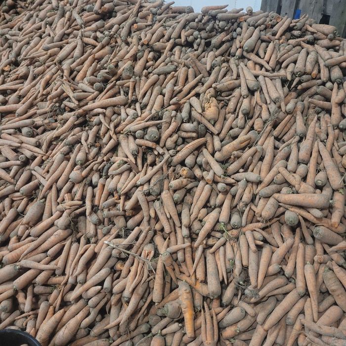 Marchew  za koleją odpadowa