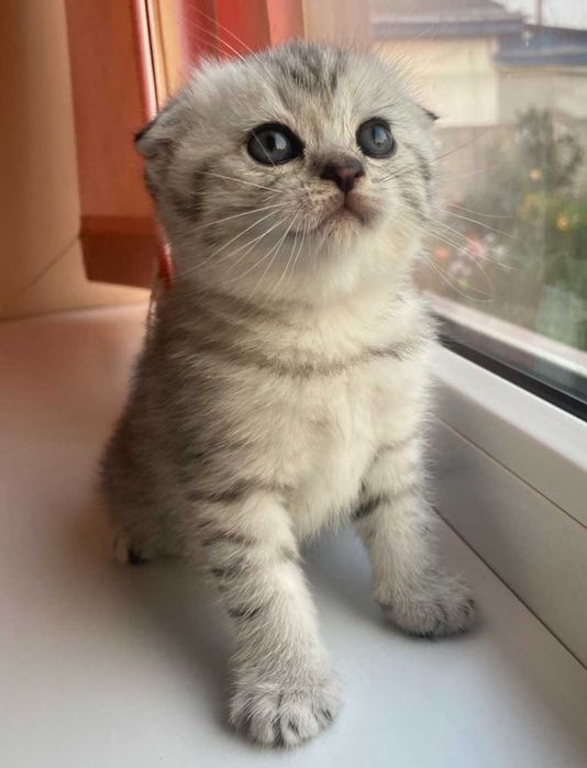 Шотландські кошенята
