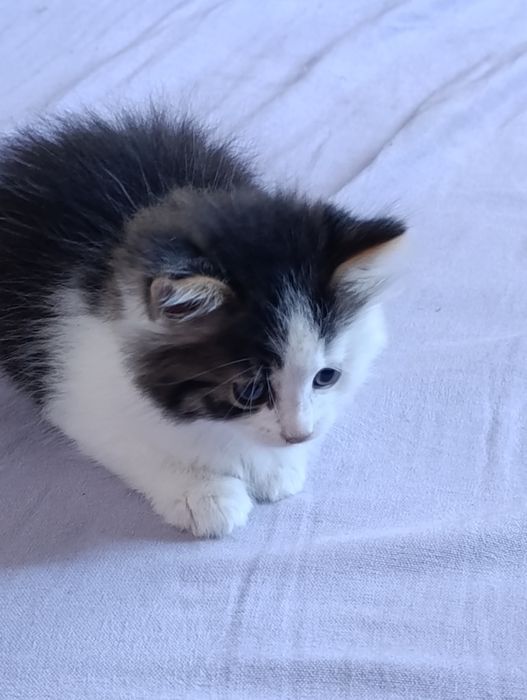 Кошеня в добрі руки. Котик безкоштовно