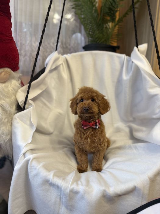 Pudel mini miniaturowy pies samiec red rudy płowy