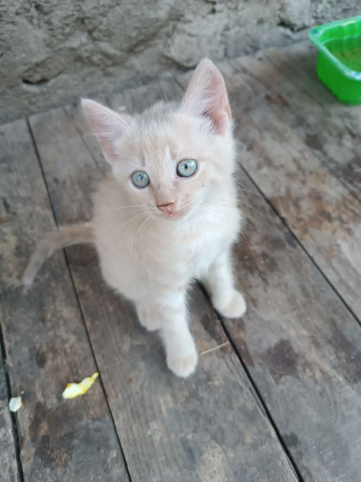 Котик в добрі руки