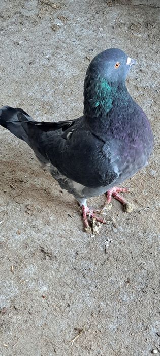 Gołębie kingi samce