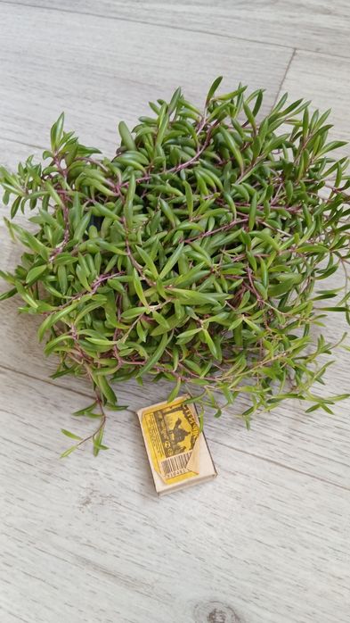 Крестовник оттон