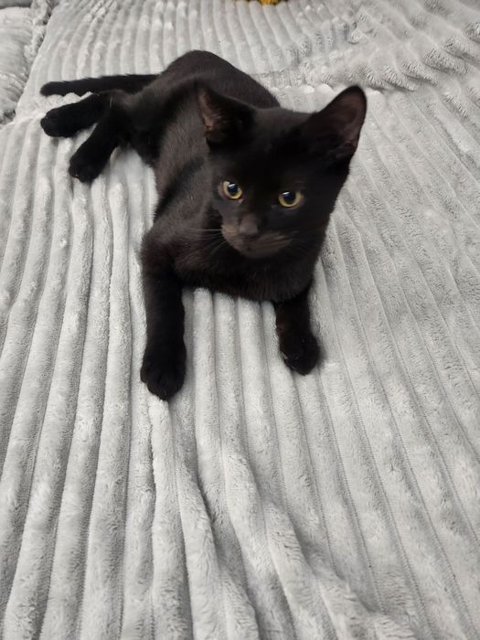 Drako, polroczny kocur