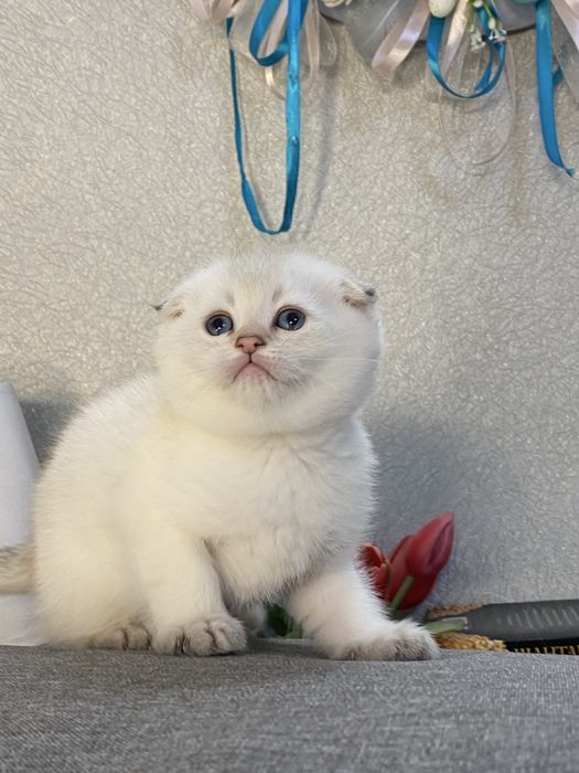 Золотая шиншилла