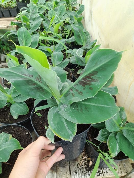 Банан "Київський суперкарлик"