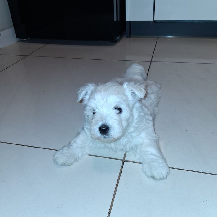 Śliczny Piesek  West