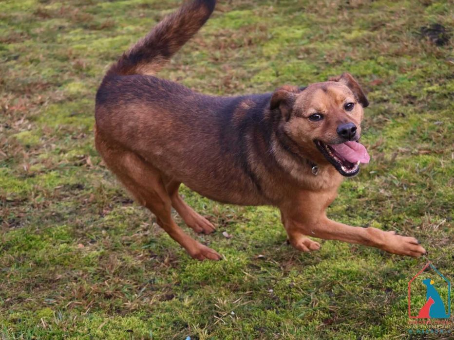 Nieduży, bardzo kochany piesek do adopcji