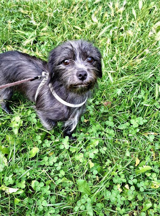 PUSIA 2 lata ,4,5 kg ,adopcja.
