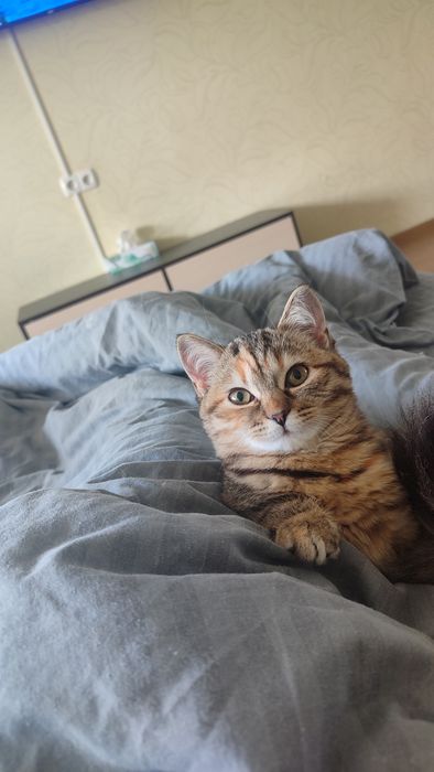 шотландский котенок